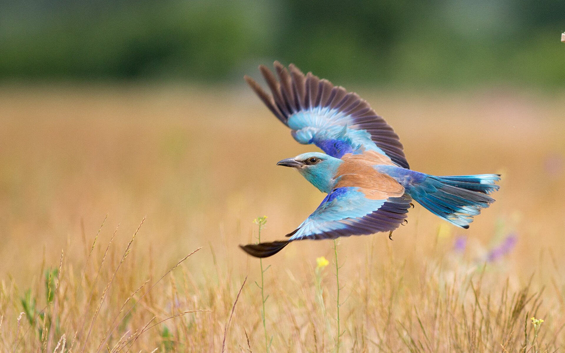 kaiyun官方入口登录-_自主研发智能跑步机：科技助力全民健康_，智能跑步机app