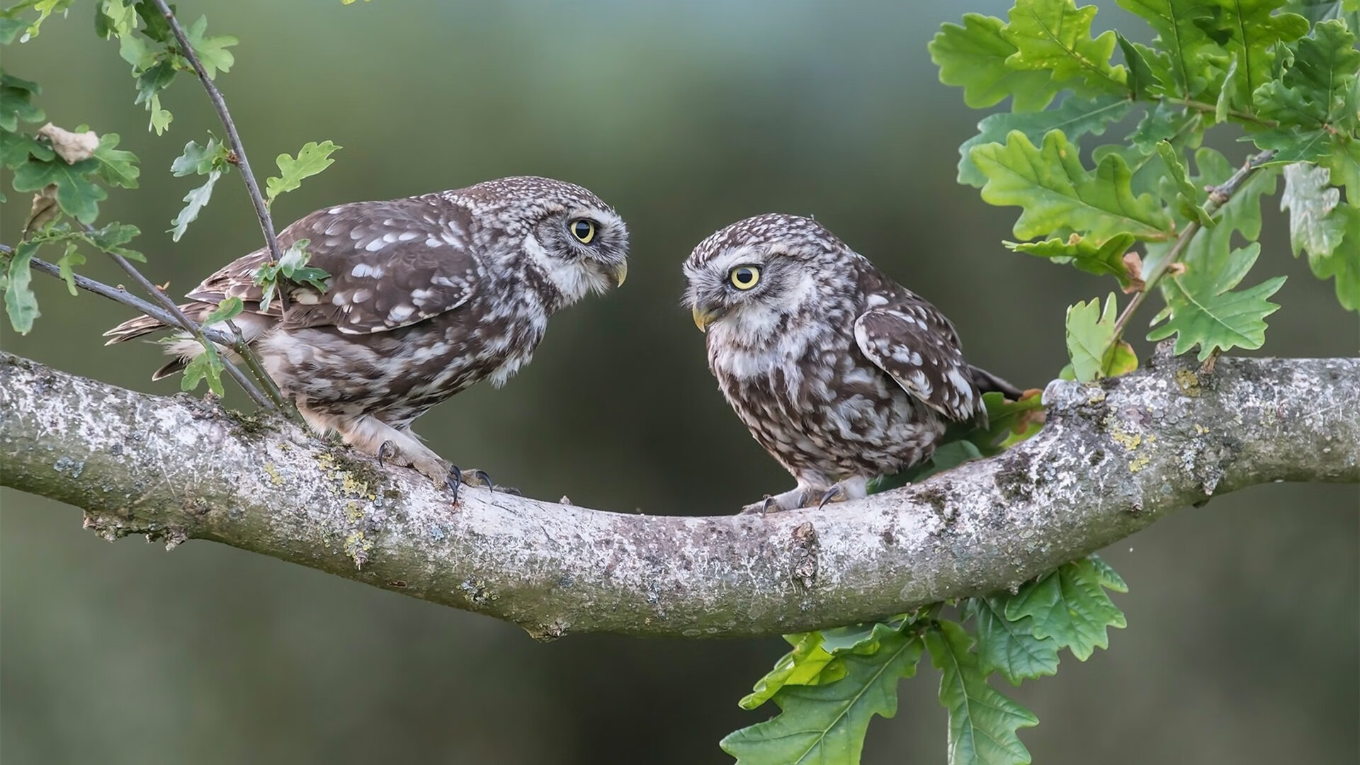 开云网页版-_都市飞盘比赛：年轻活力的最佳展现_，飞盘运动的赛事规则