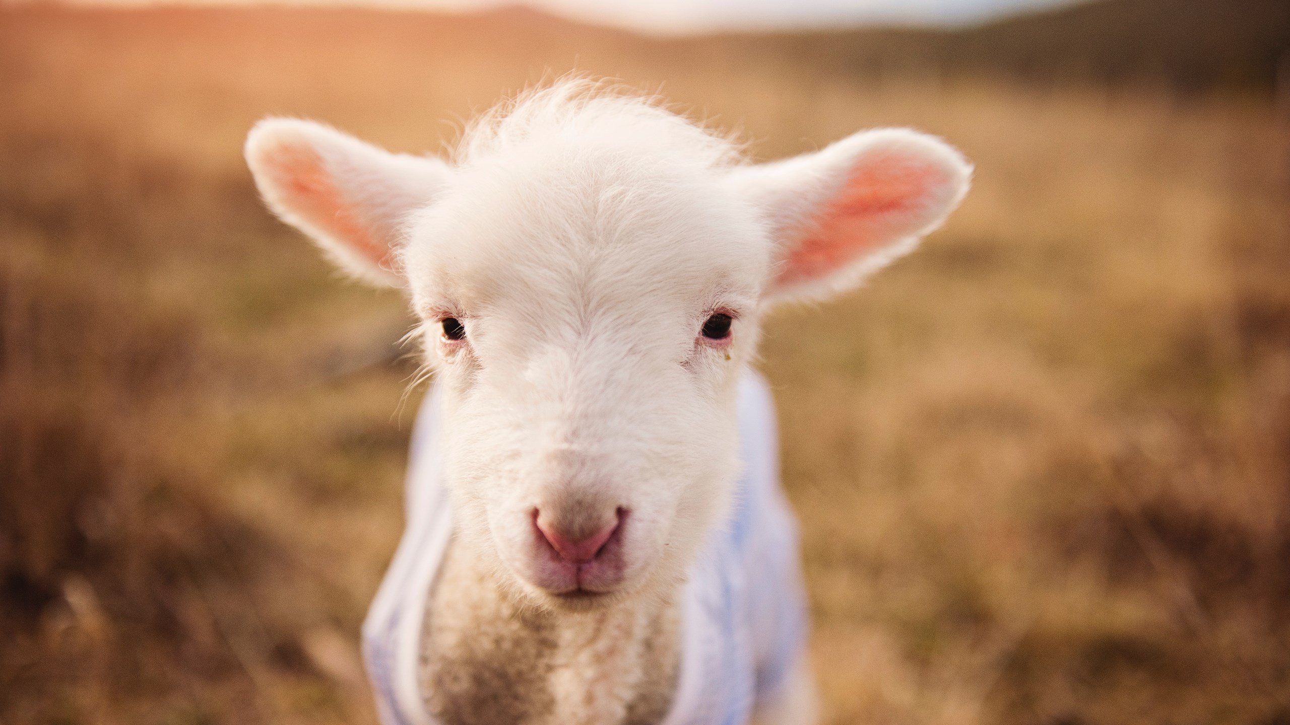 中国反曲弓男队在射箭世界杯上海站获得团体铜牌,反曲弓国家队