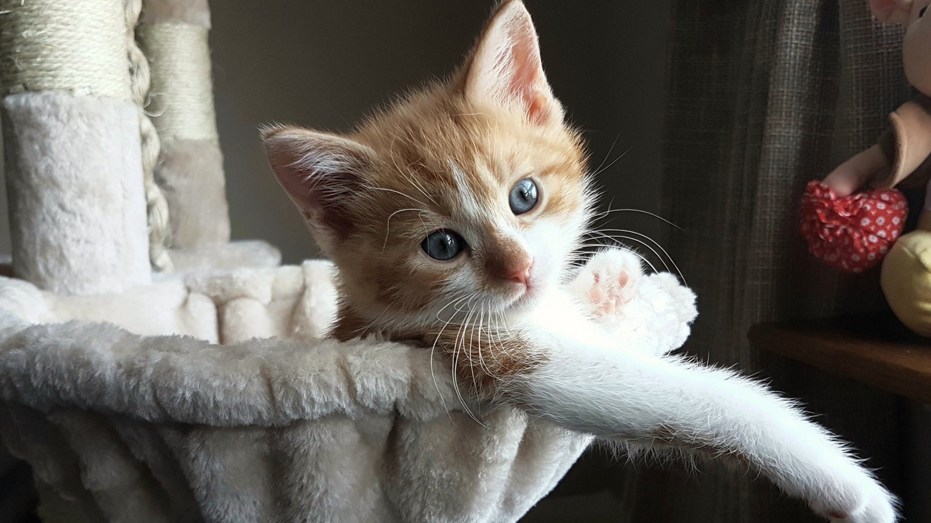 开云官网APP下载-令人瞩目的新型刹车系统亮相赛场，国内刹车系统