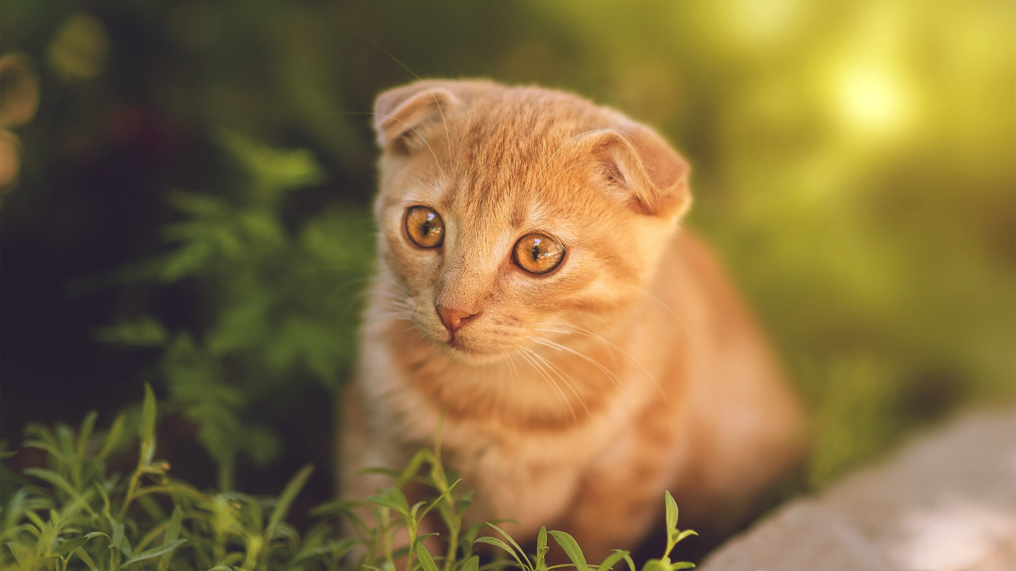 开云平台-大型户外野营竞技，勇敢者的荒野冒险，户外野营游戏