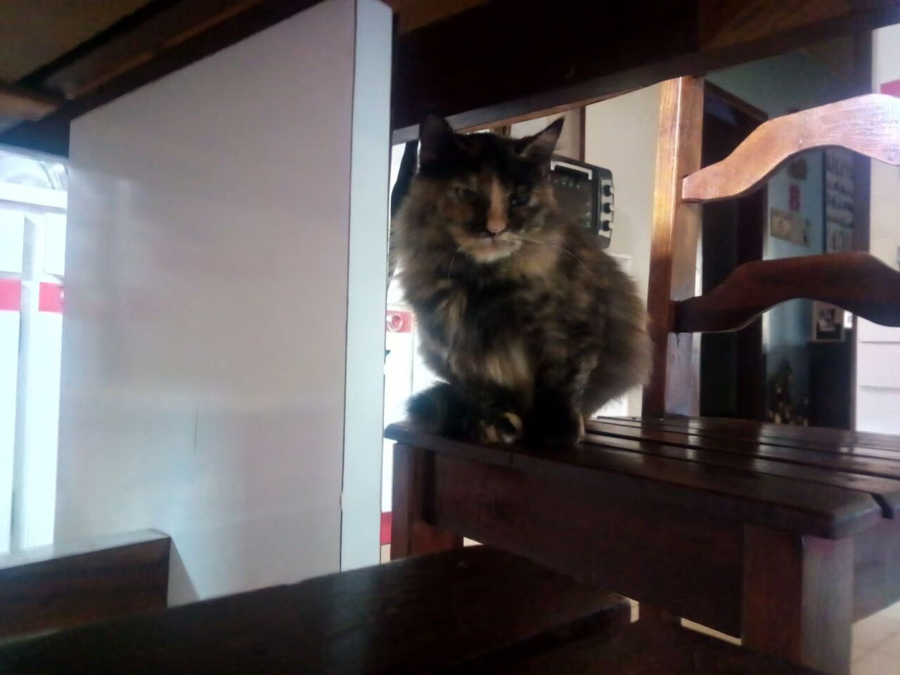 女篮小将留洋澳洲,教练称其“有国际级潜力”,2021澳大利亚女篮主教练