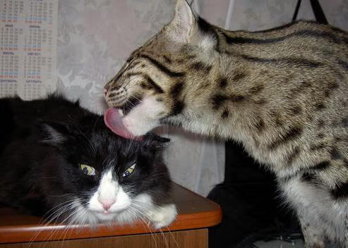 巴西马术协会推出马术运动员健康管理系统,关注运动员身心健康。