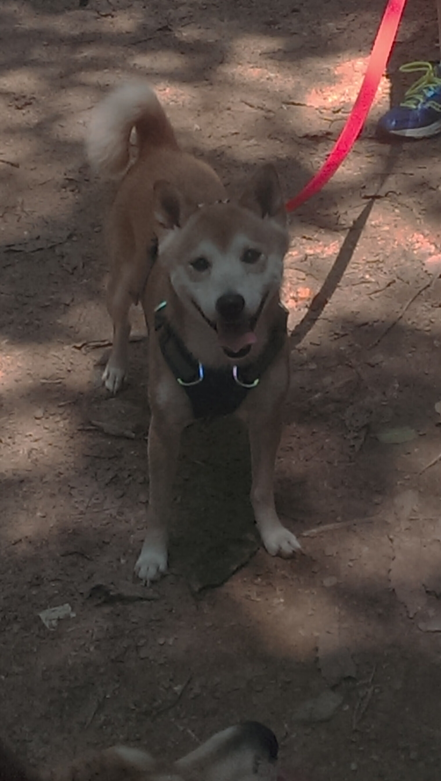 意大利马术协会推出马术运动员职业发展规划，促进人才培养。，意大利马具