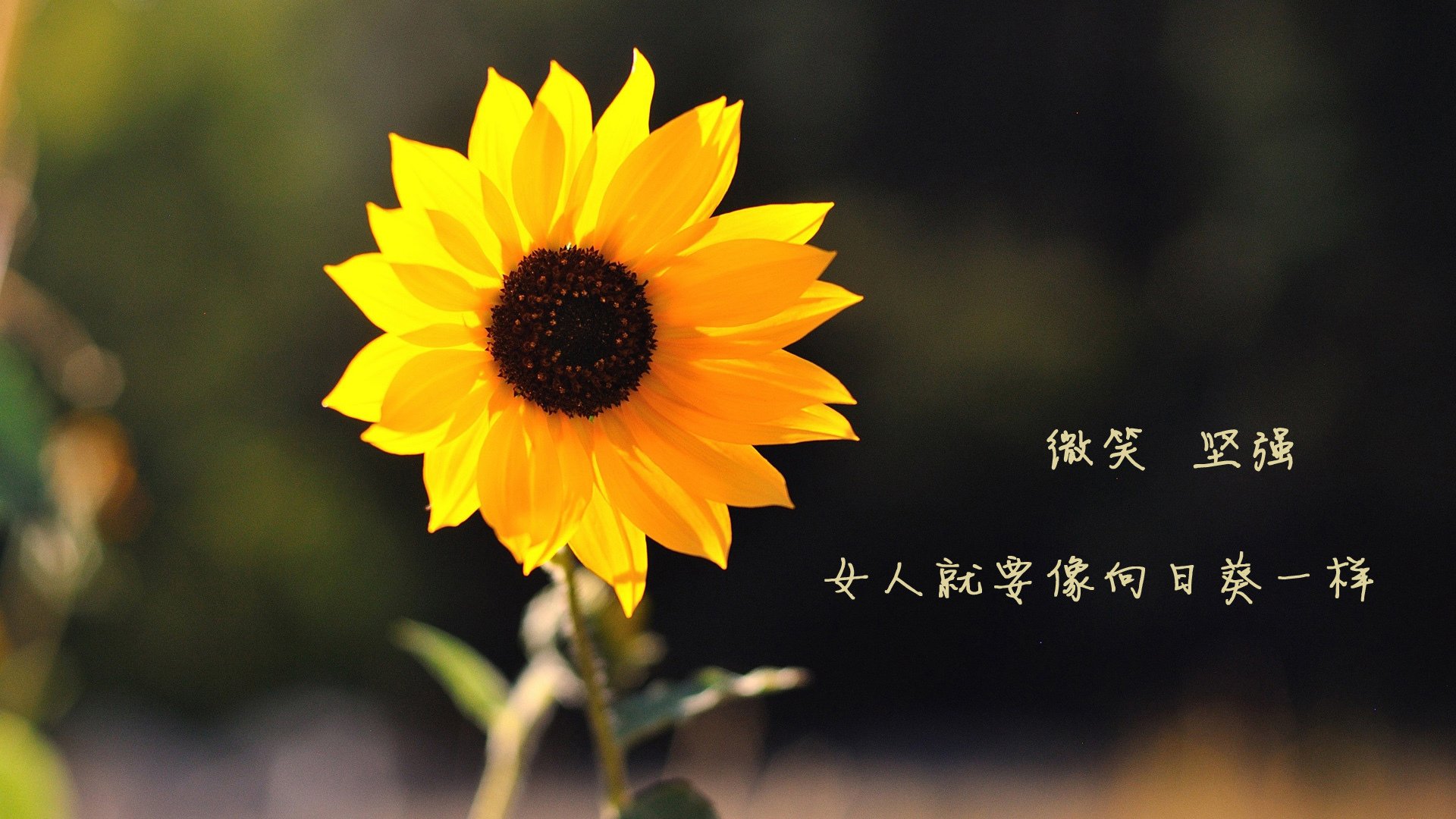 开云网站-新秀崛起：WRC未来之星的成长轨迹，未来新秀的意思