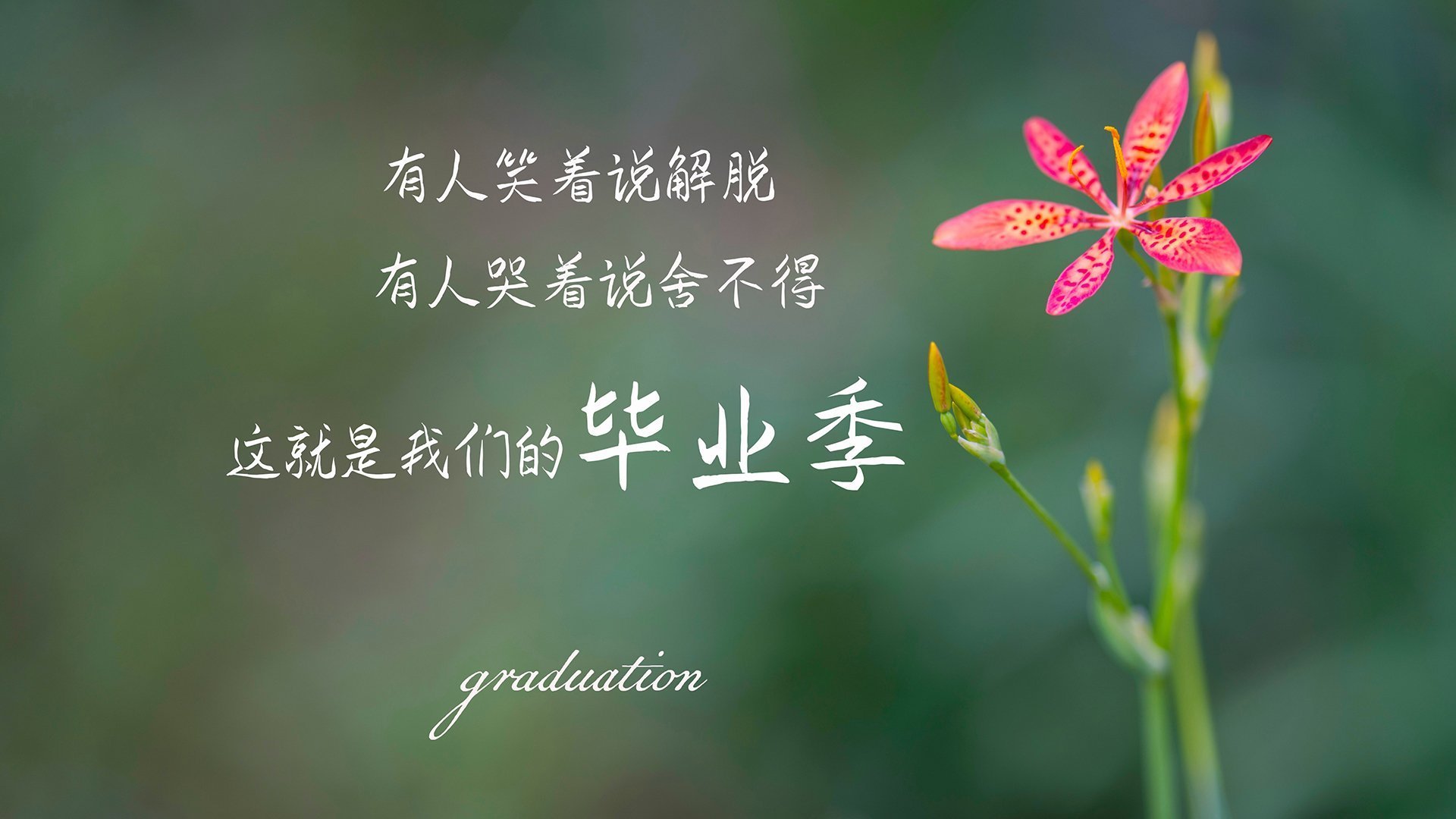 比利时马术队在2024年国际马术联合会障碍赛世界巡回赛中获得团体第四名，展现出色表现。