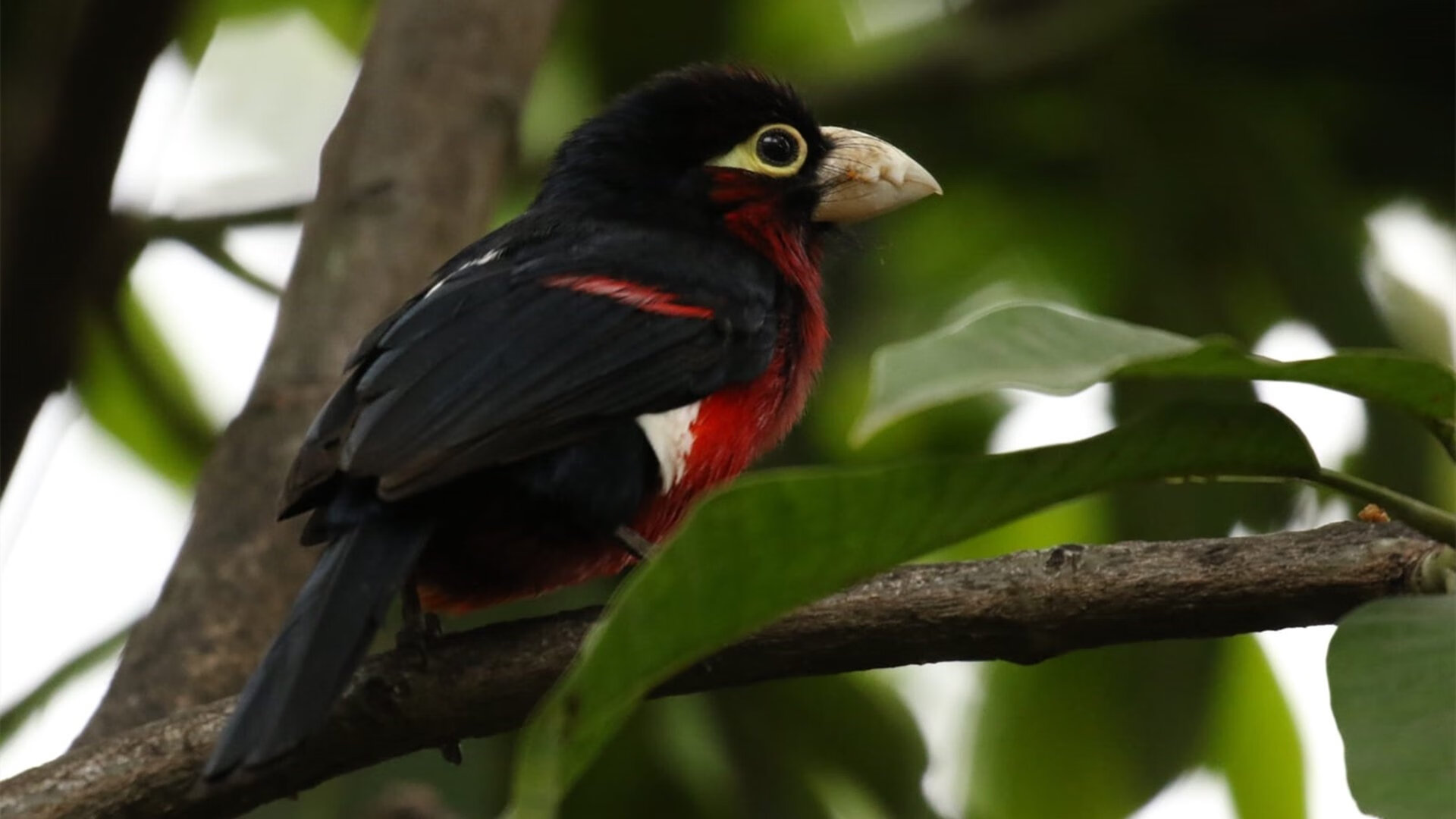 开云网页版登录入口-76人季后赛首轮出局，球队面临重建压力，76人季后赛第一轮