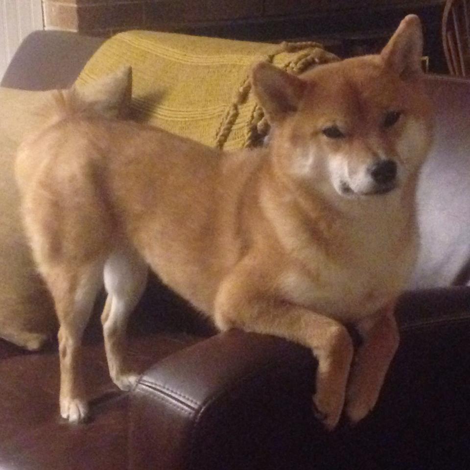 KPL明星选手状态火热，kpl明星阵容