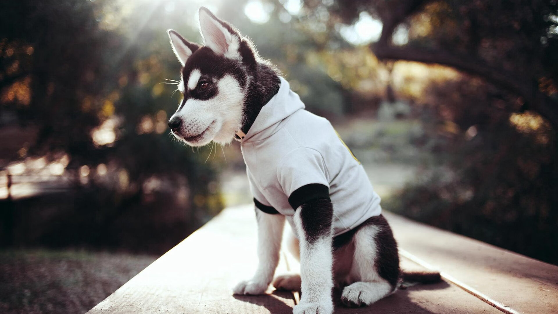 世界田径锦标赛中国选手再创佳绩,世界田径锦标赛冠军