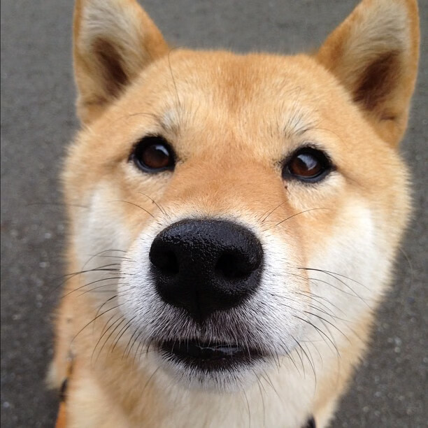 kaiyun网站-墨尔本联防守强度逐步加强，墨尔本联队vs国王