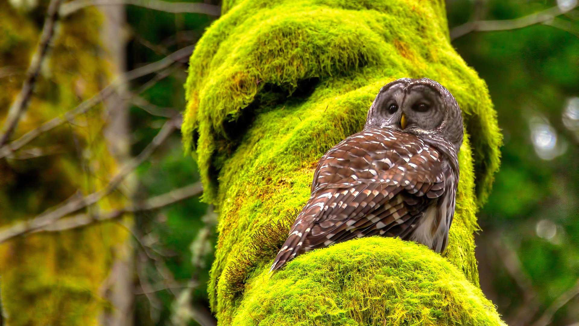电竞游戏中的公平竞技环境建设与监管措施,电竞市场经济环境分析