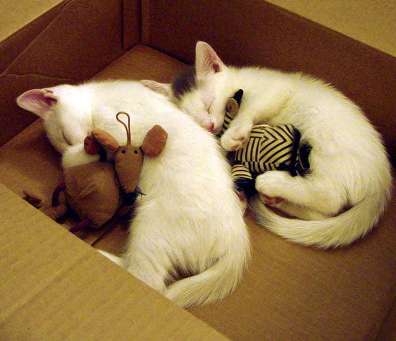 芬兰国家队取得欧洲杯正赛资格，实现历史突破，芬兰球队欧洲杯