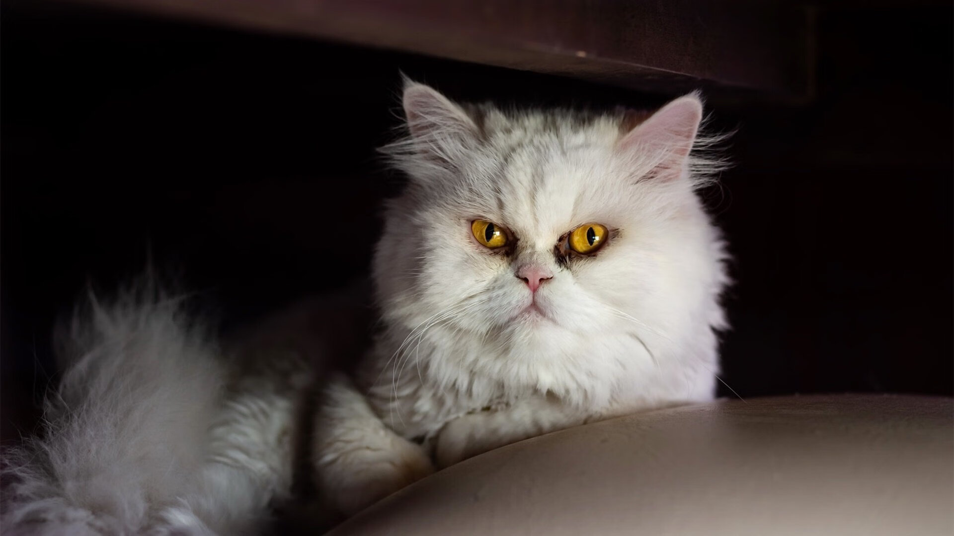 NBA赛季抢断王数据分析,nba本赛季抢断王