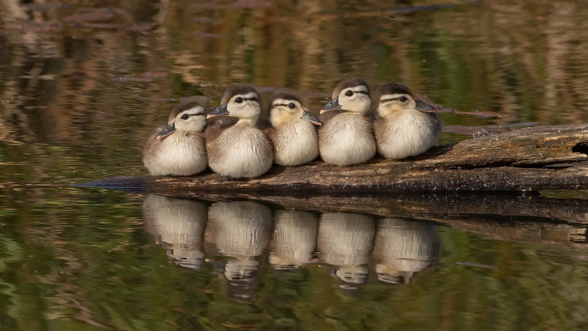 开云网站-NBA赛季进攻战术演变，nba进攻战术图解