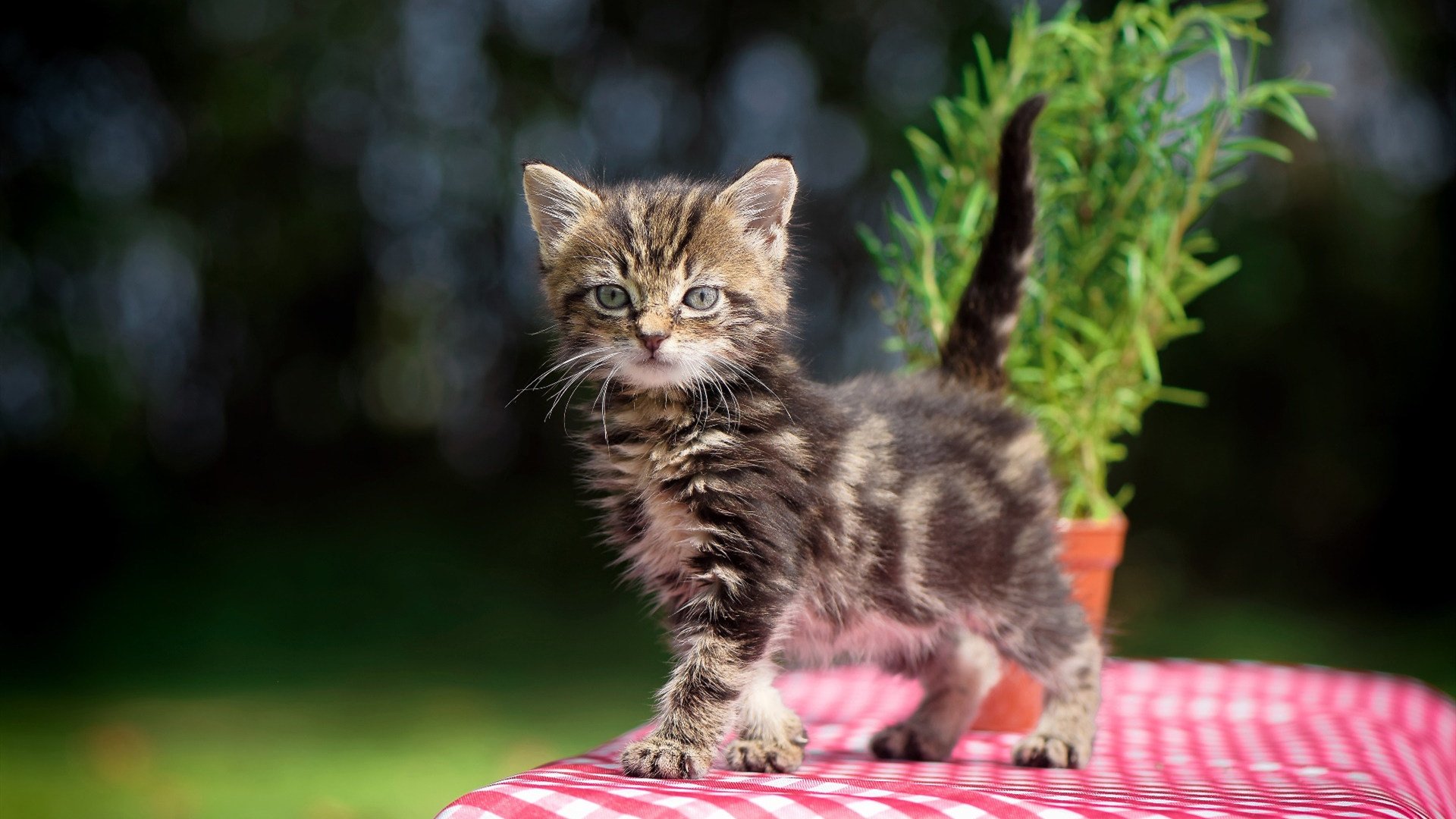 中超联赛停赛球员影响评估，中超联赛暂停