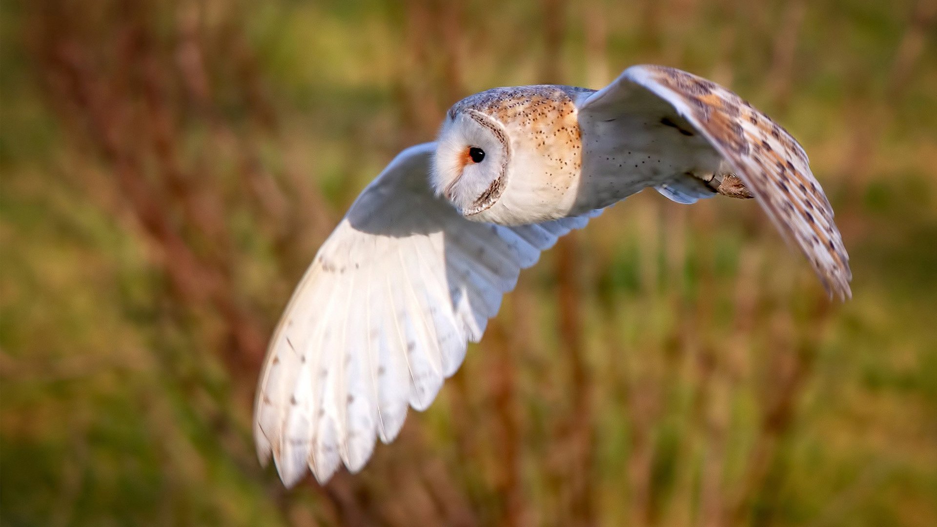 “龙舟赛畅快激情，天府新区迎来速度与力量的较量”