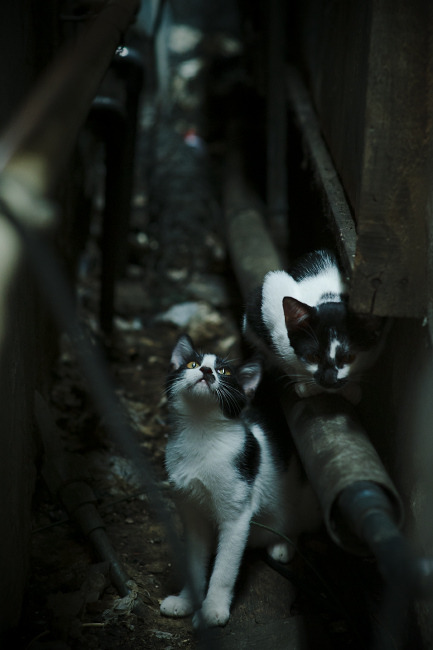 切尔西夺冠引发媒体热议,成热门话题,切尔西夺冠球迷反应