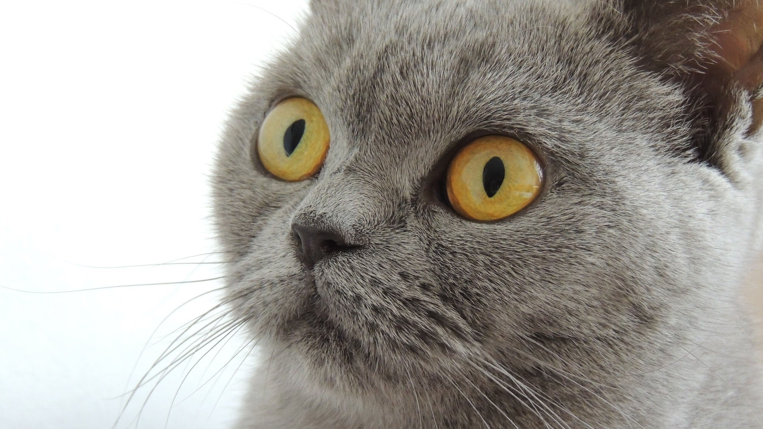 国家队选拔标准缺乏透明度，国家队选拔流程