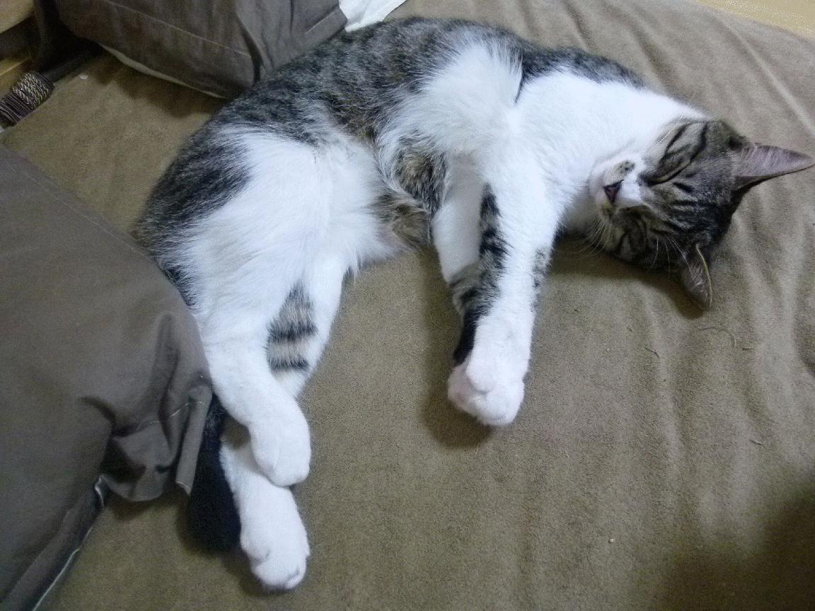 罗马前场持续压迫迫使对方后场失误,罗马队前锋