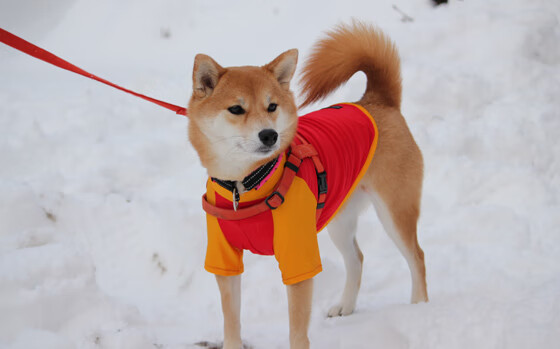 高节奏球队是否更依赖三分命中率，篮球节奏型球员