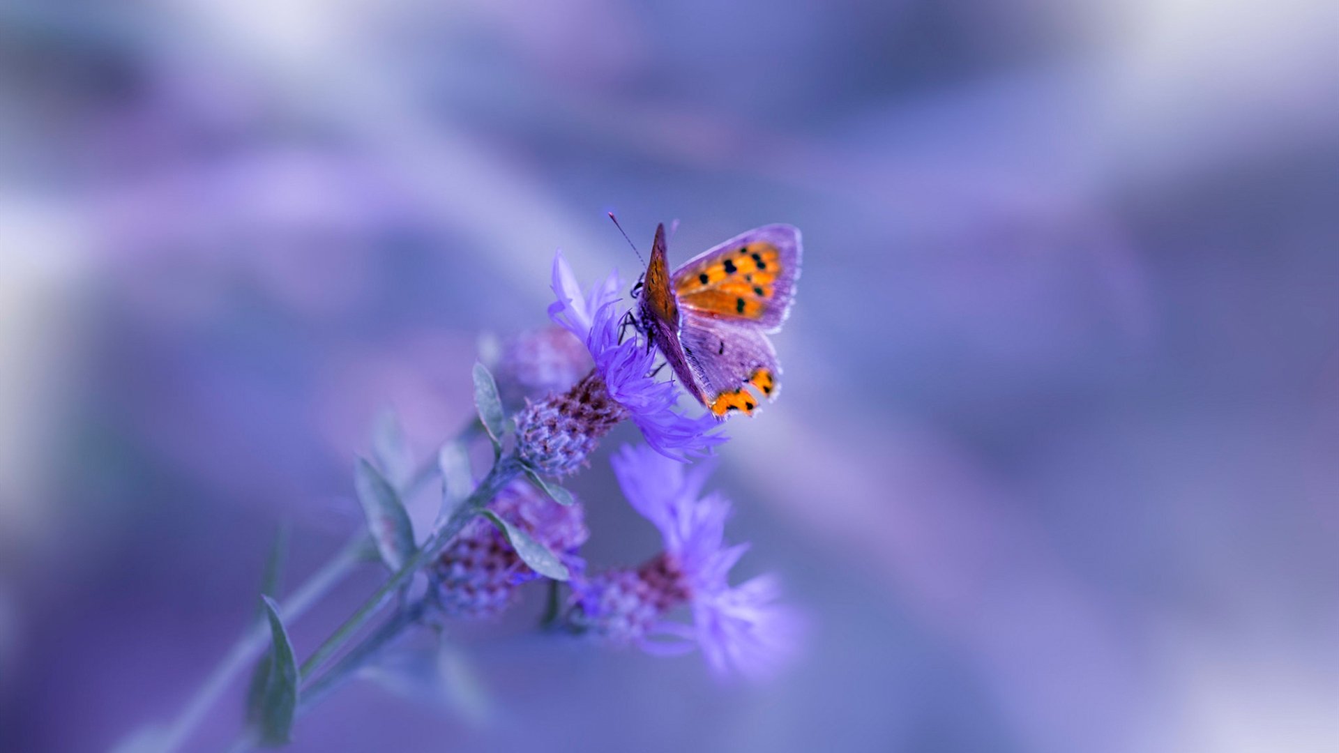 法国新一代天才崭露头角，未来无限光明