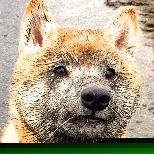 蛙泳赛场中立代表队A刷新排名，蛙泳竞赛