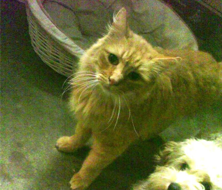 赞比亚男篮在非洲预赛中奋勇追击,冲击奥运梦想,赞比亚联赛